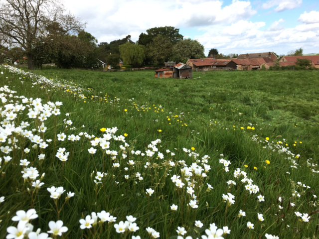 Aldborough Field